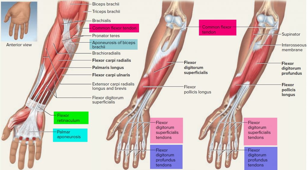 Tendon - Function, Arm, Hand Tendons - Leg And Achilles Tendons