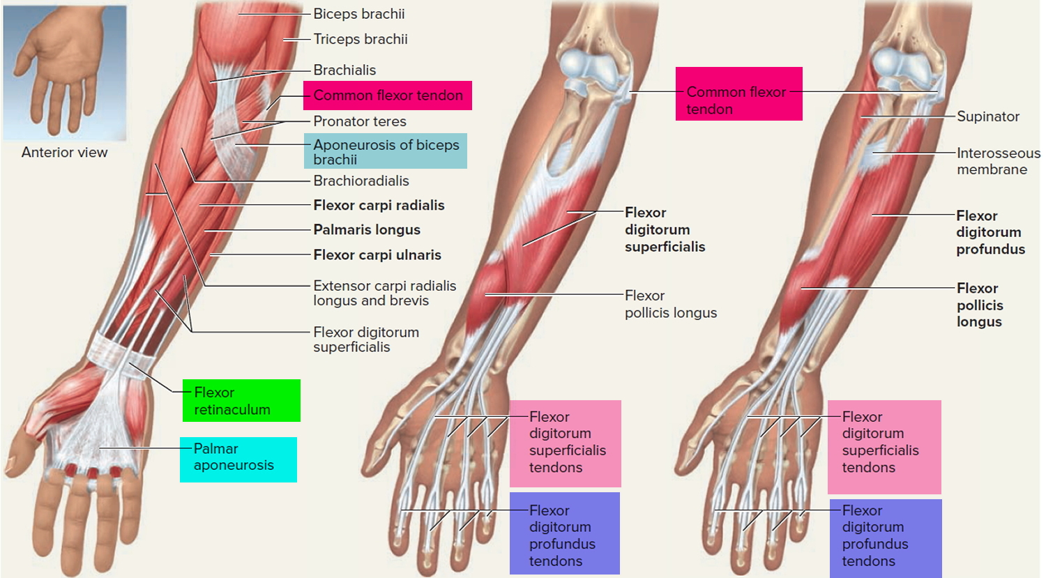 Hand Tendon Muscle Anatomy Simple