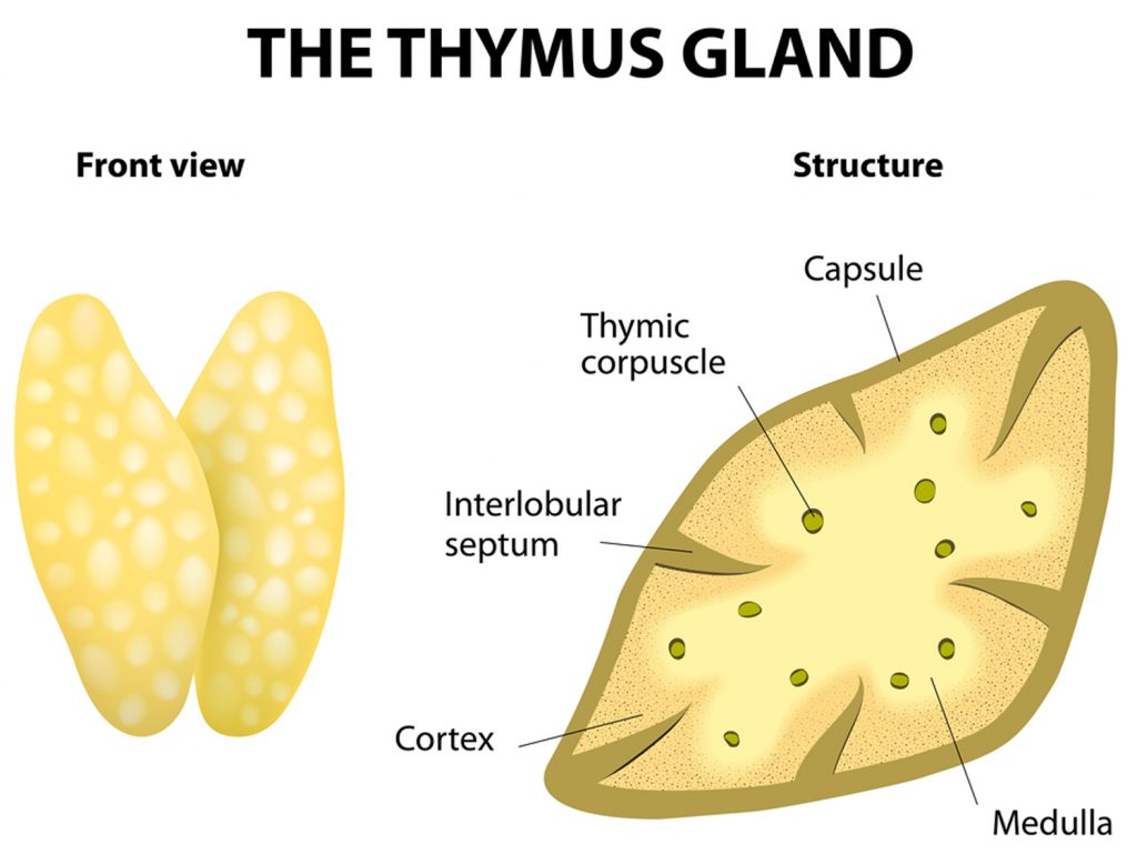 Thymus Function, Locations and Role in Immune System