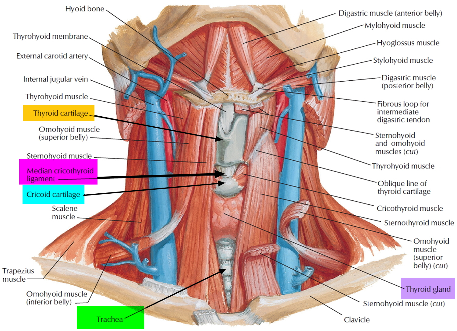 thyroidectomy-anatomy