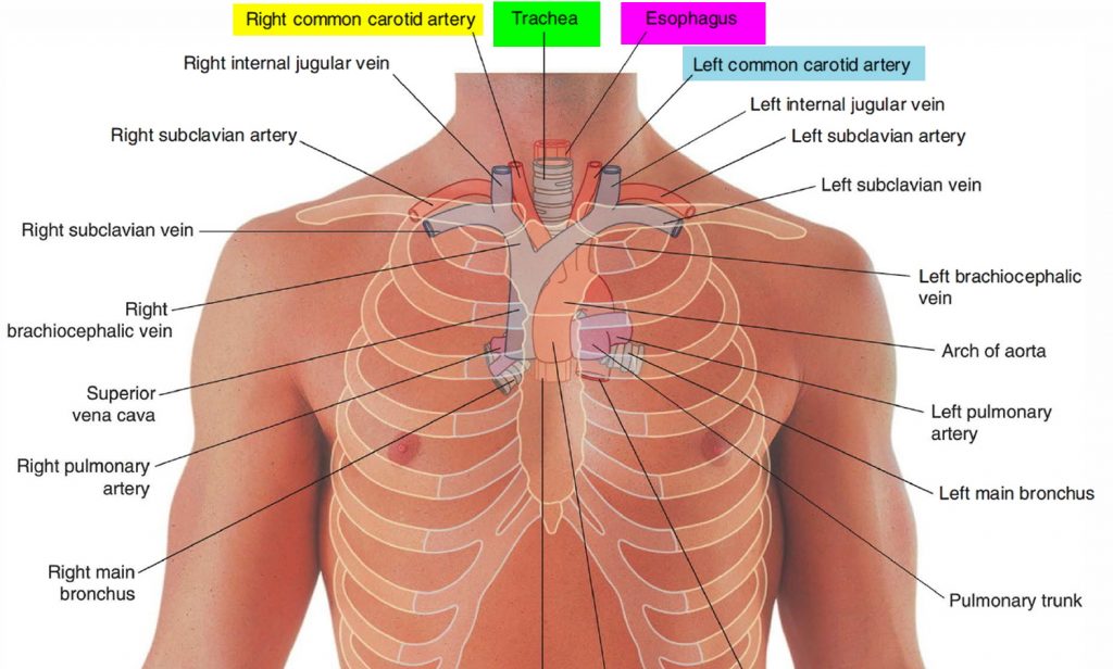Trachea - Anatomy & Function - Trachea and Esophagus Location