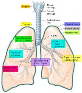 Bronchiolitis causes, prevention, symptoms, diagnosis and treatment