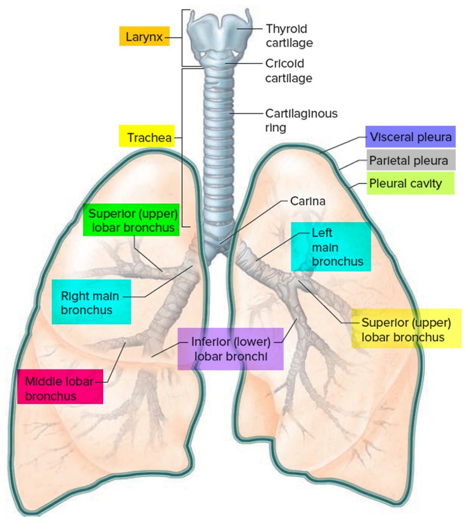 Air that cuts off circulation to a segment of the lung dead space
