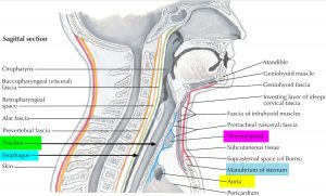 Trachea - Anatomy & Function - Trachea and Esophagus Location