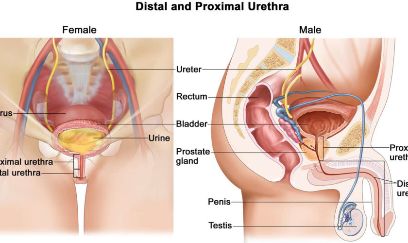 urethra – male and female