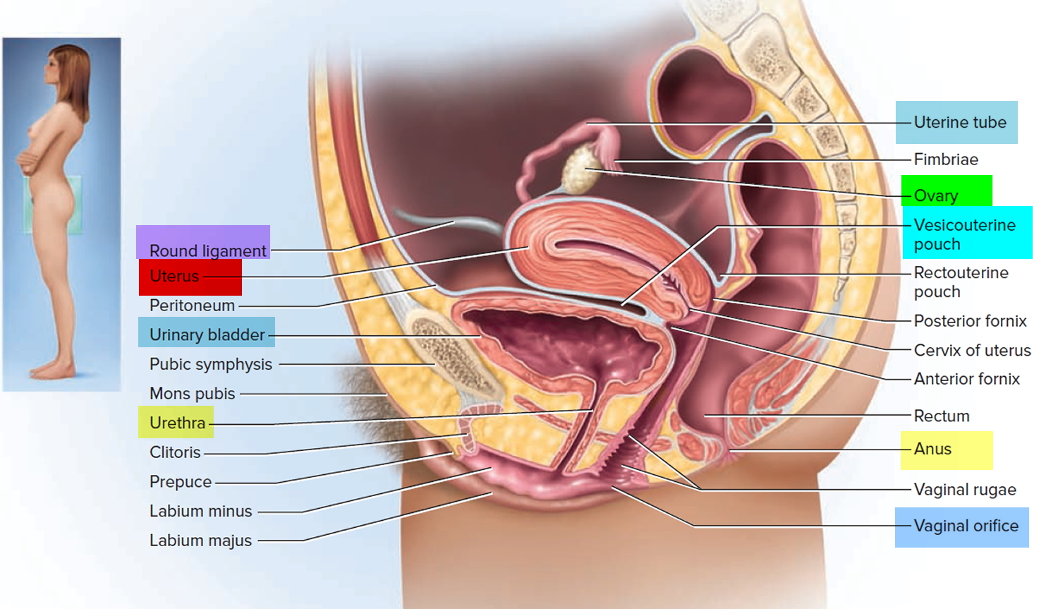 how-does-the-uterus-change-during-the-3-trimesters-of-pregnancy