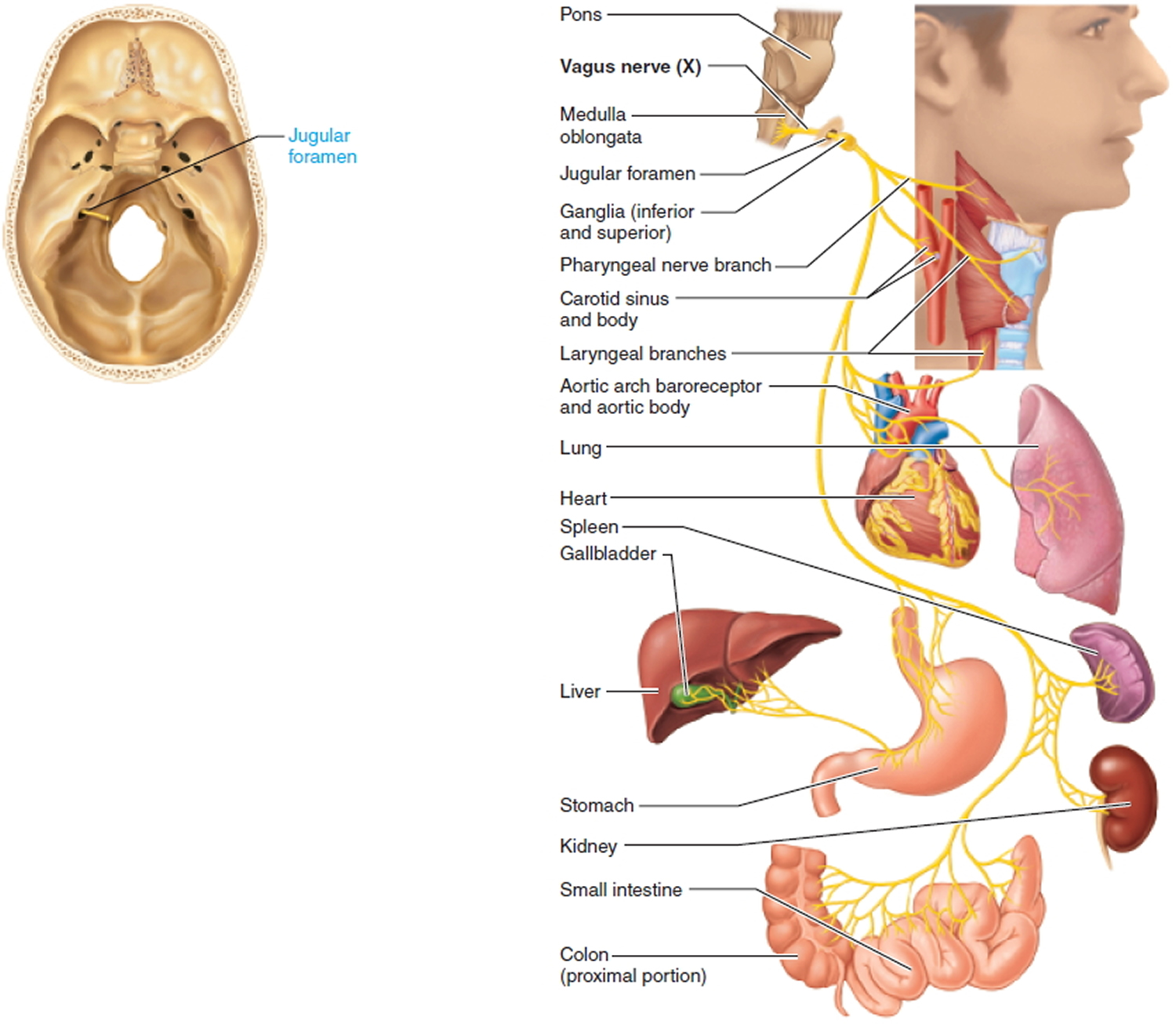 cranial-nerves-names-of-the-12-cranial-nerves-mnemonic-and-function