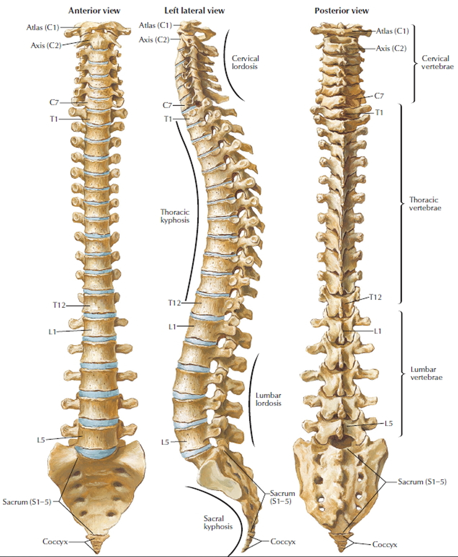 Скелет человека спина. Скелет анатомия Позвоночный столб. Скелет туловища Позвоночный столб позвонки. L5 l6 позвонки. Грудной позвонок Неттер.