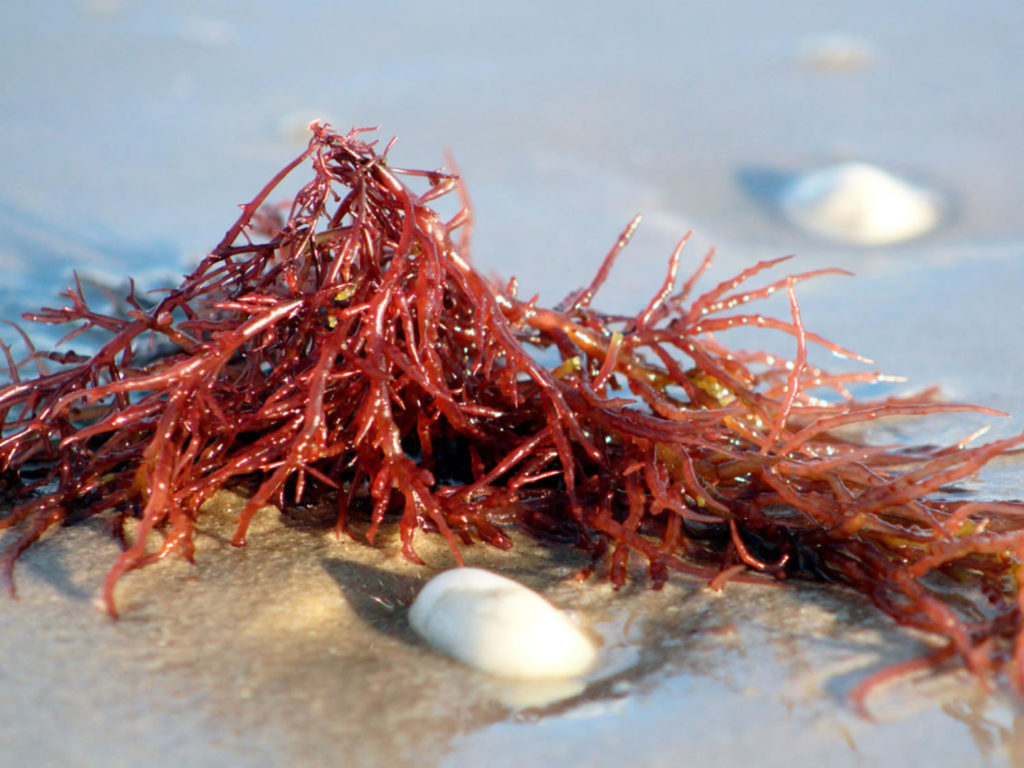 Carrageenan Foods & Additives Is Carrageenan Safe