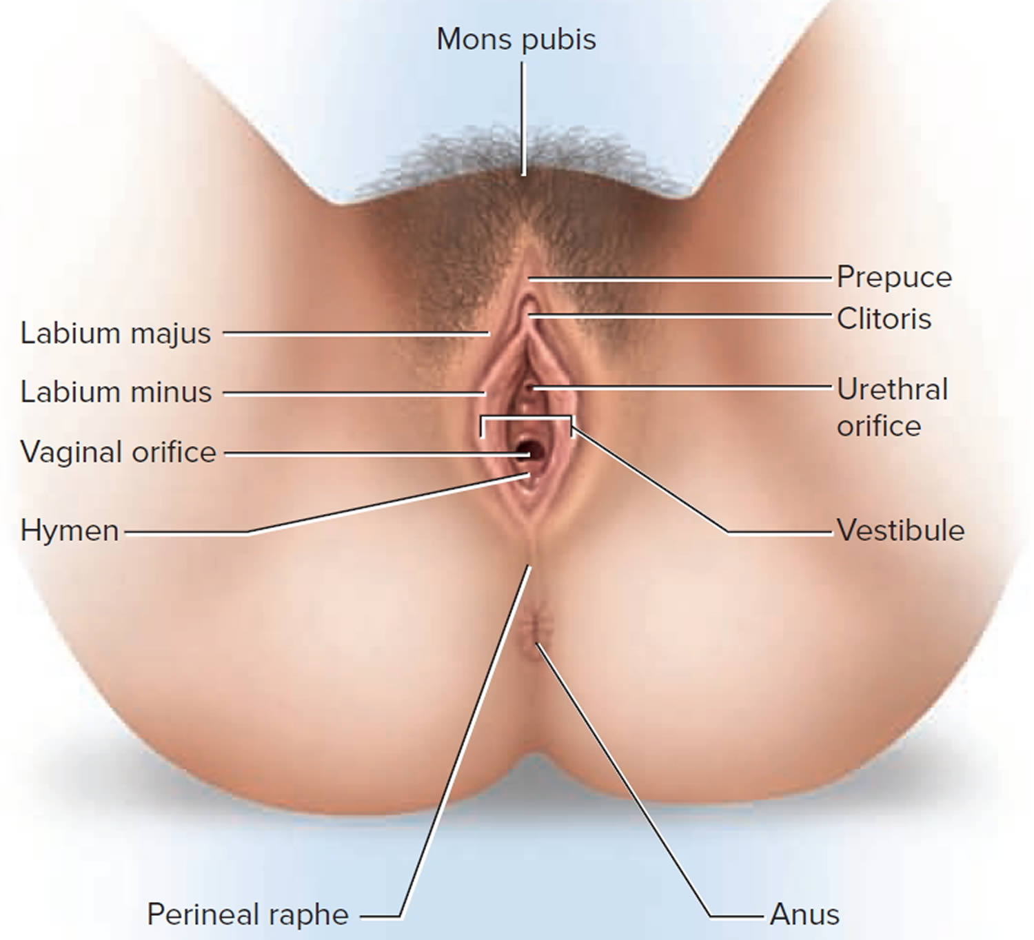 What is vaginal orifice