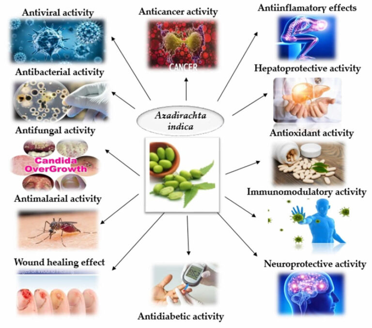 Neem and Neem Oil Uses As Pesticide and Larvicide