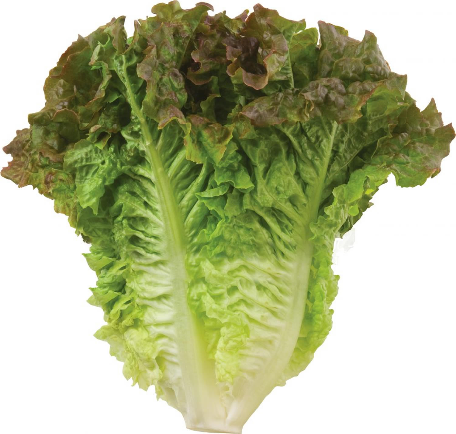 Салат латук что это такое. Латук кочанный. Латук Романо. Латук lettuce. Салат латук кочанный.
