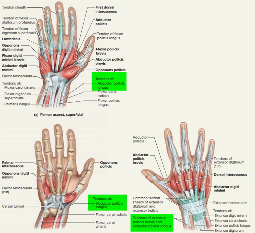 Tendinopathy causes, symptoms, diagnosis, treatment and exercises