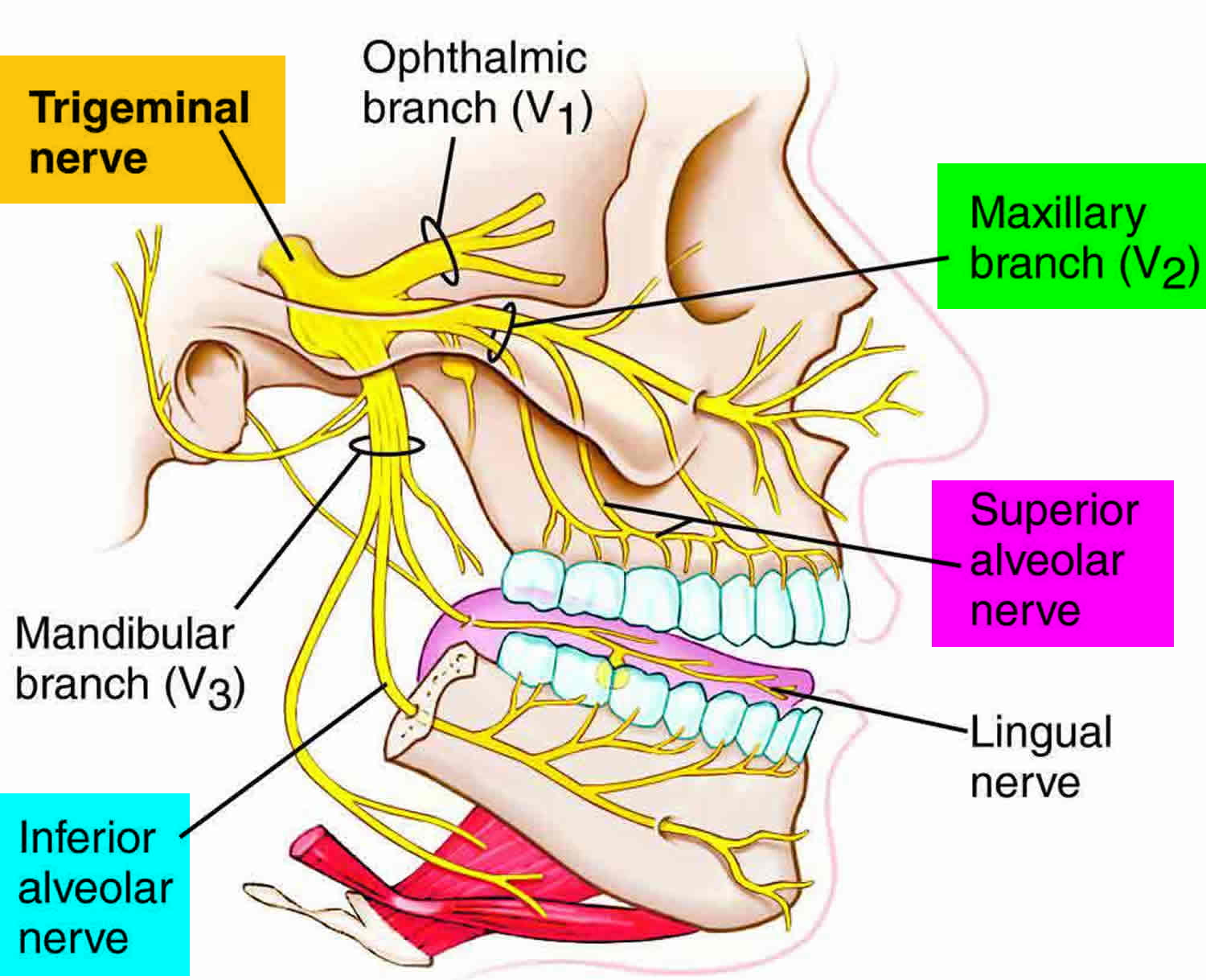 Сшивание нерва латынь. Nervus trigeminus. Nervus mandibularis. Тройничный нерв.