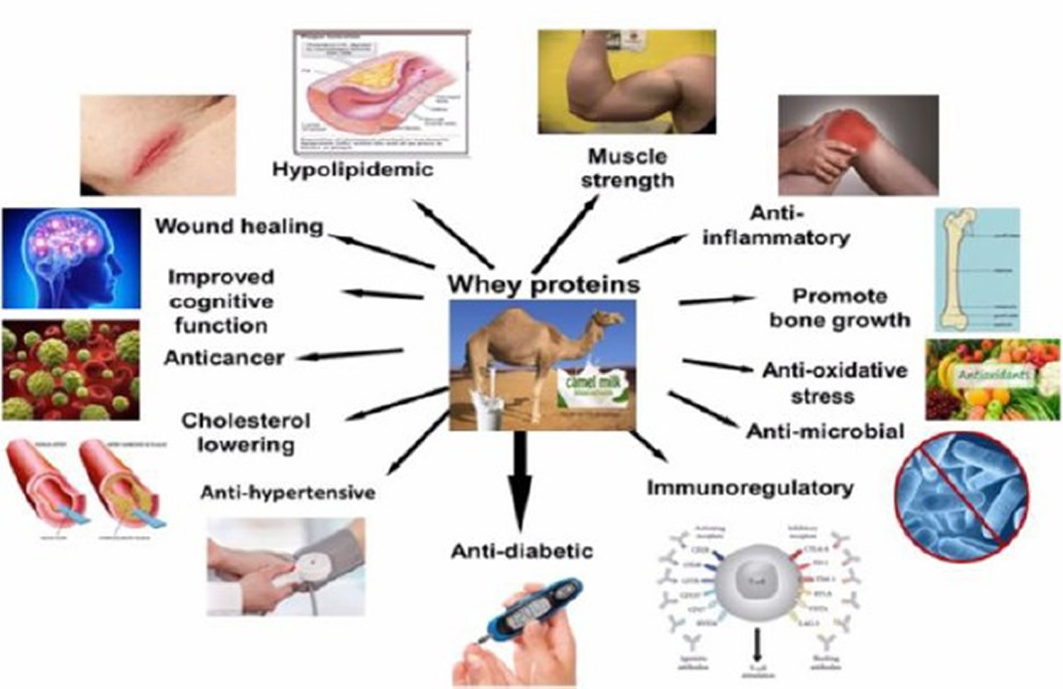 the-best-whey-protein-whey-protein-uses-benefits-side-effects