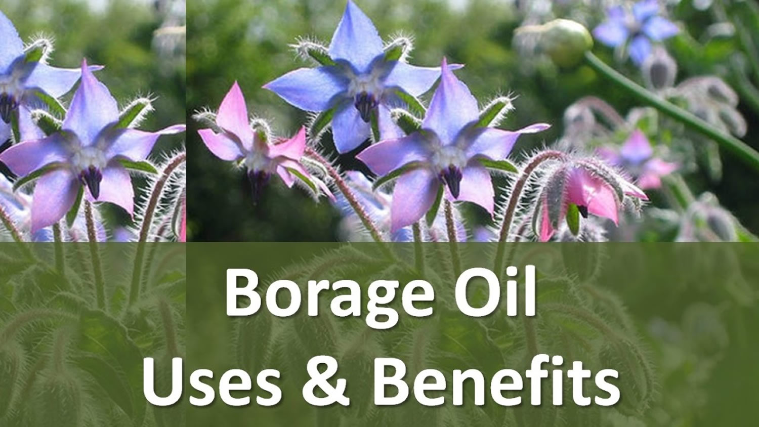 borage-oil