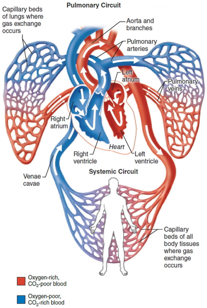 Right ventricular hypertrophy causes, symptoms, diagnosis, ECG ...