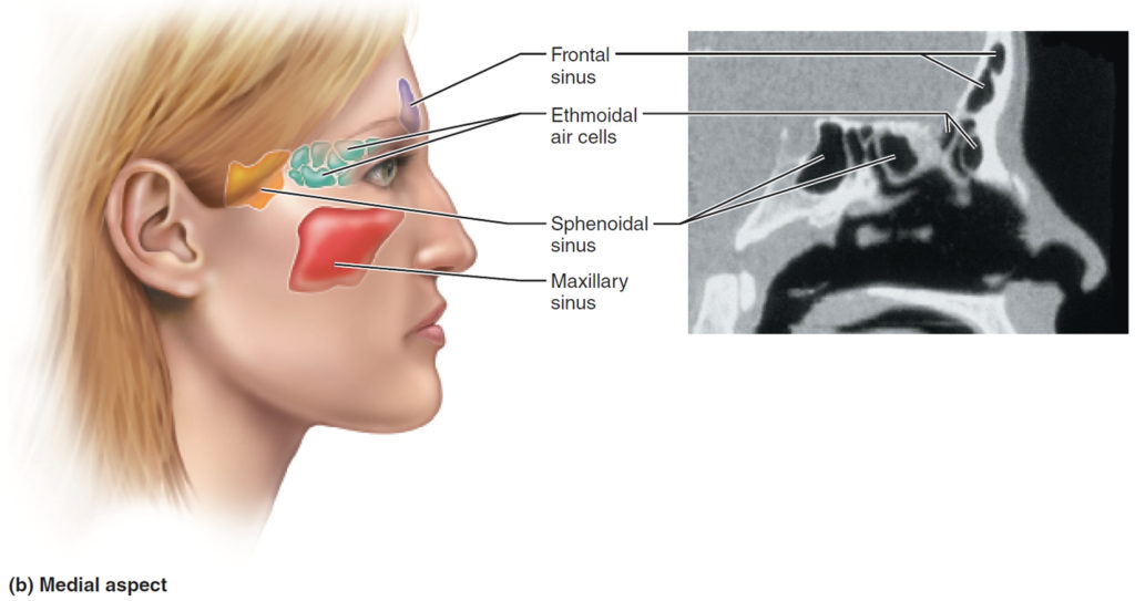 Allergic Fungal Sinusitis Causes Symptoms And Treatment