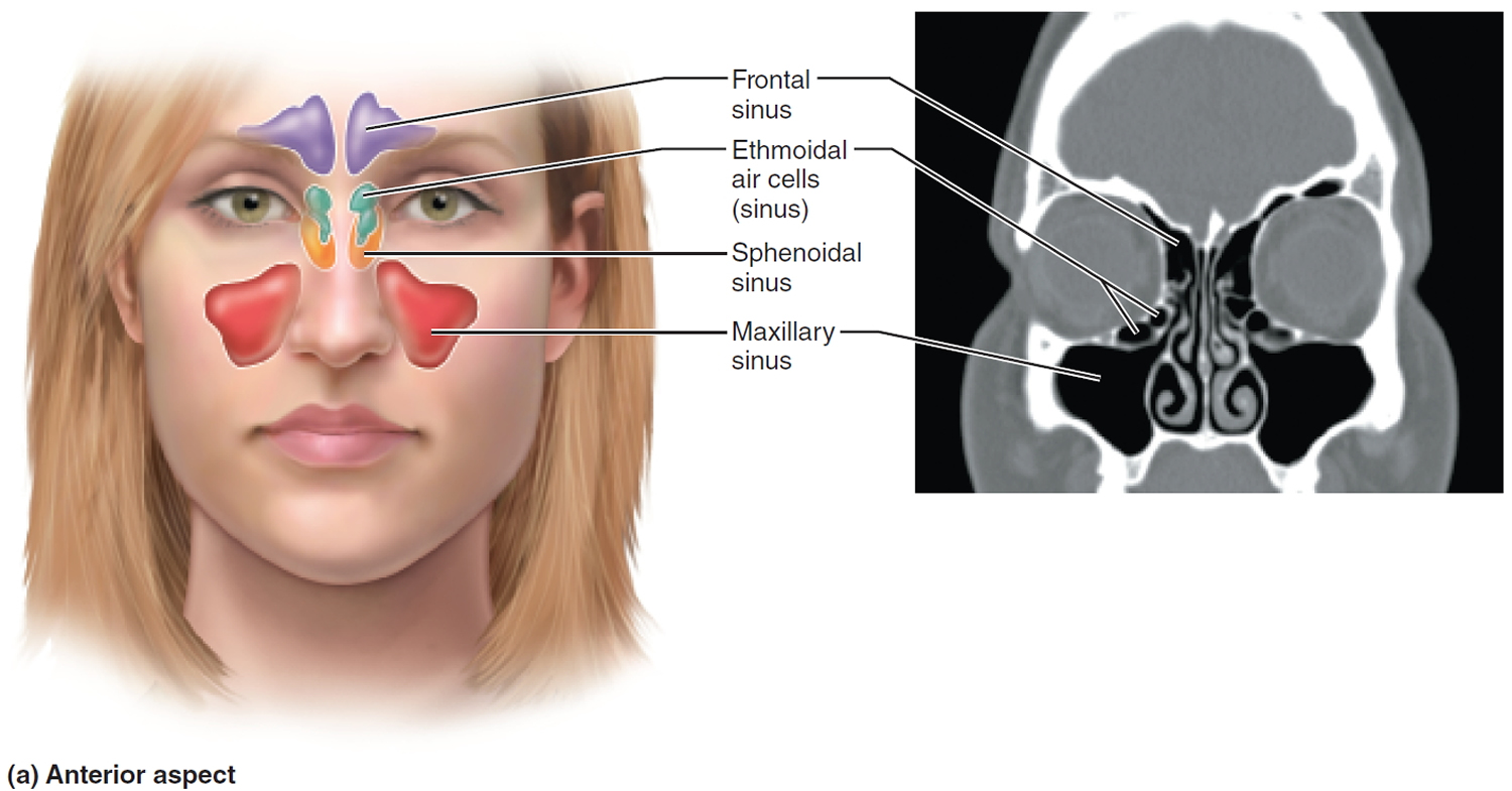 sinusitis-causes-symptoms-sinusitis-antibiotics-treatment