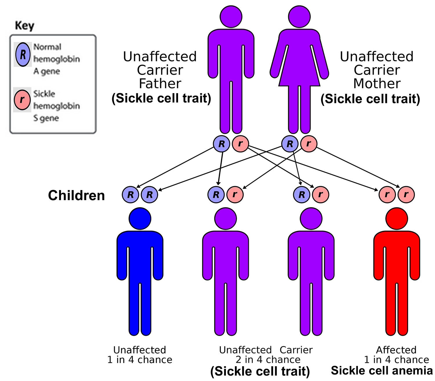 Sickle cell disease inheritance pattern