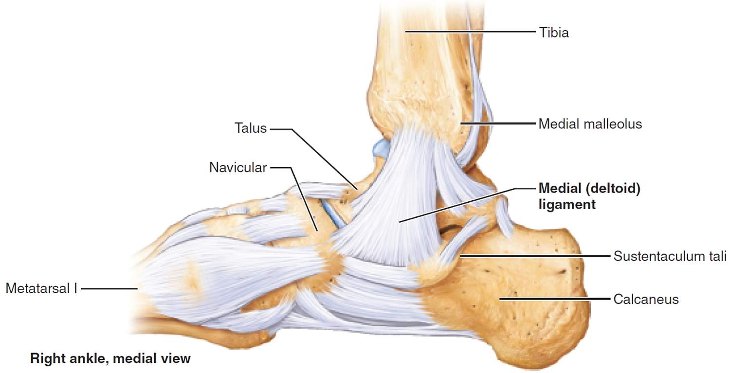 ankle bones and ligaments