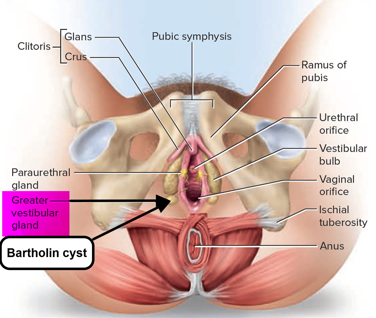 How Do The Female Sex Organs Work