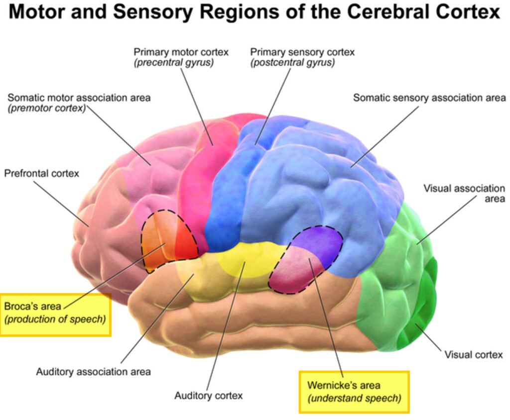 Aphasia - Types, Causes, Symptoms, Diagnosis, Treatment