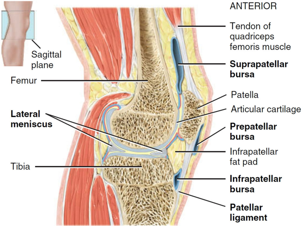 complete anatomy of the knee complete anatomy of the knee