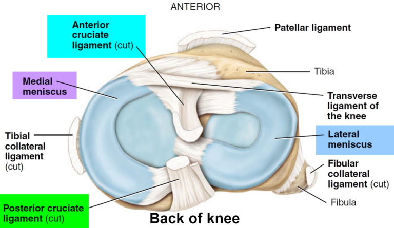 ACL Injury - Symptoms, Acl Injury Test, Treatment & Recovery Time