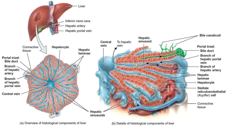 Cholangiocarcinoma - Bile Duct Cancer - Causes, Symptoms, Treatment