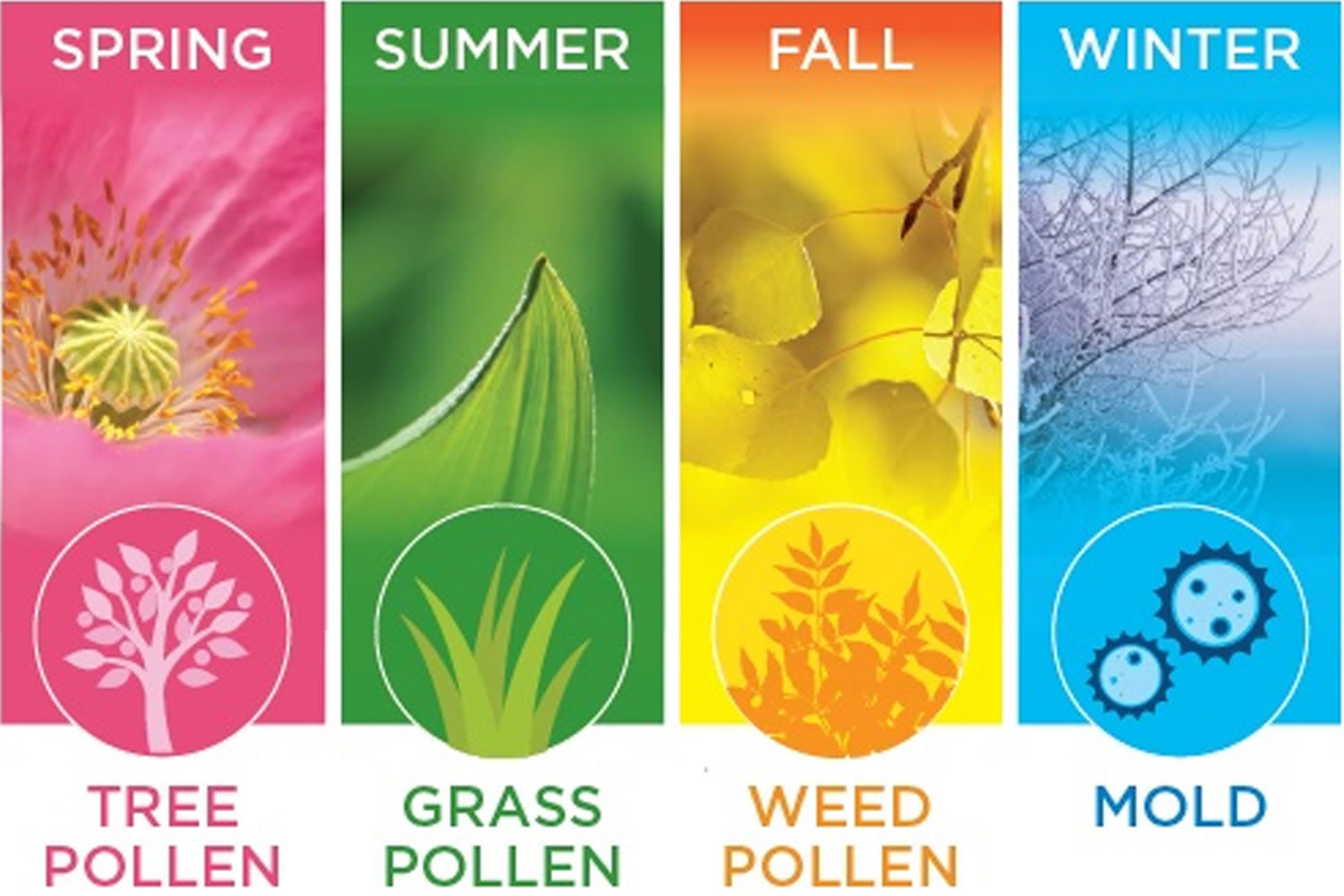 Seasonal Allergies