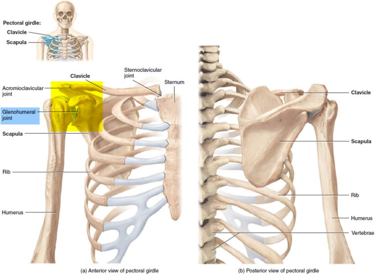 Scapula fracture causes, symptoms, diagnosis, treatment & prognosis