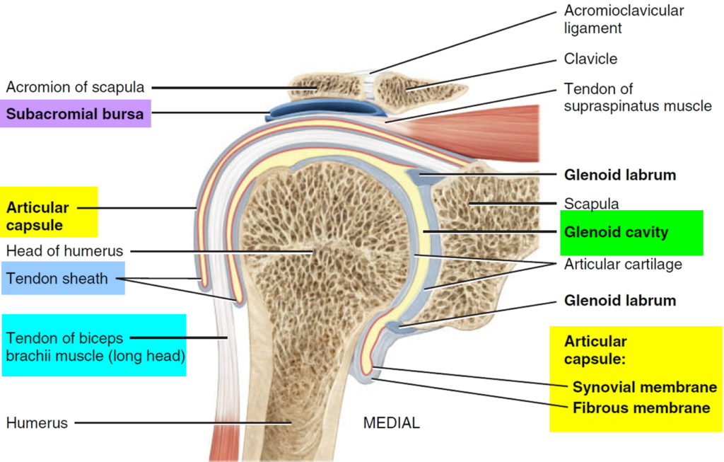 Frozen Shoulder, Adhesive Capsulitis Causes, Surgery, Treatment