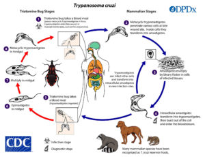 Chagas Disease - Parasite, Symptoms, Complications, Treatment