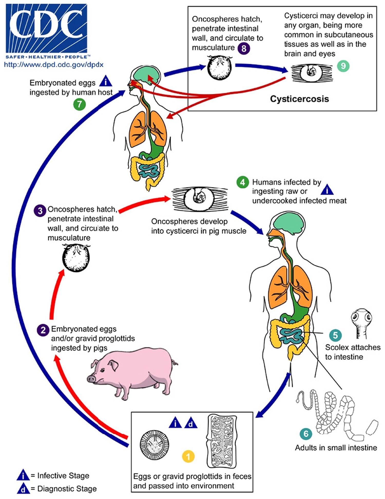 tapeworm-in-humans-symptoms-how-do-you-get-treatment