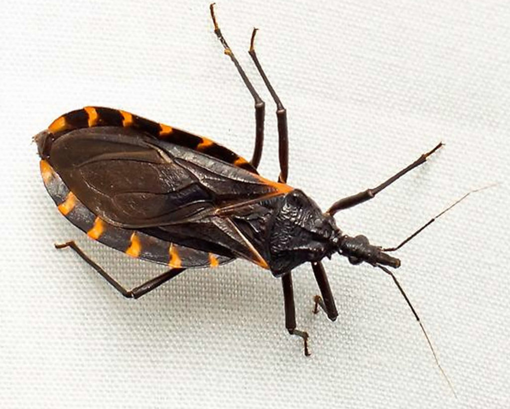 Chagas Disease - Parasite, Symptoms, Complications, Treatment