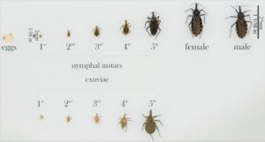 Chagas Disease - Parasite, Symptoms, Complications, Treatment