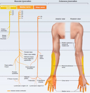 Claw Hand Causes, Signs, Symptoms, Diagnosis And Claw Hand Treatment