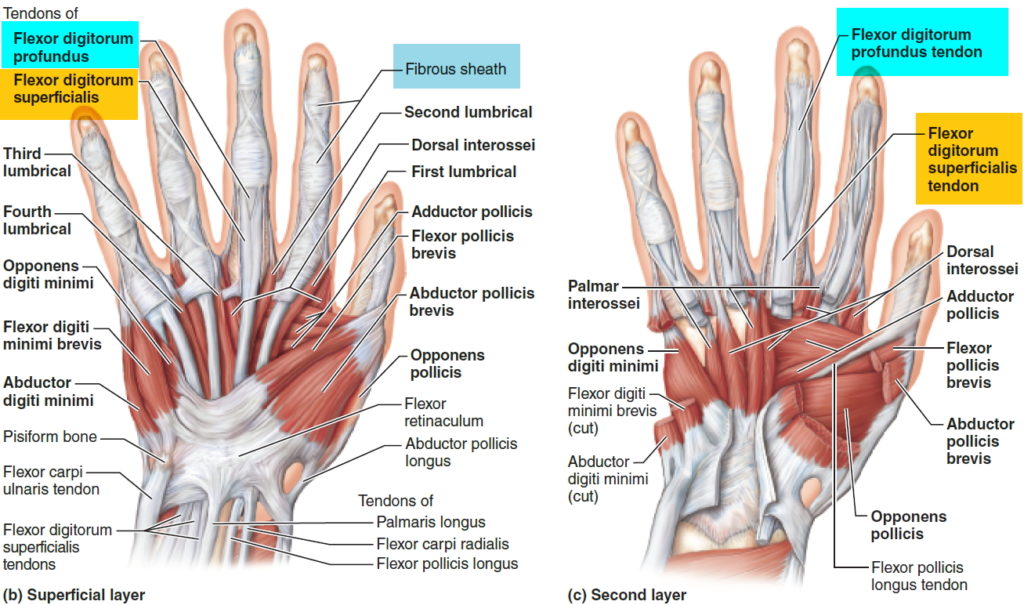 Trigger Finger Causes, Symptoms, Splint, Exercises, Treatment