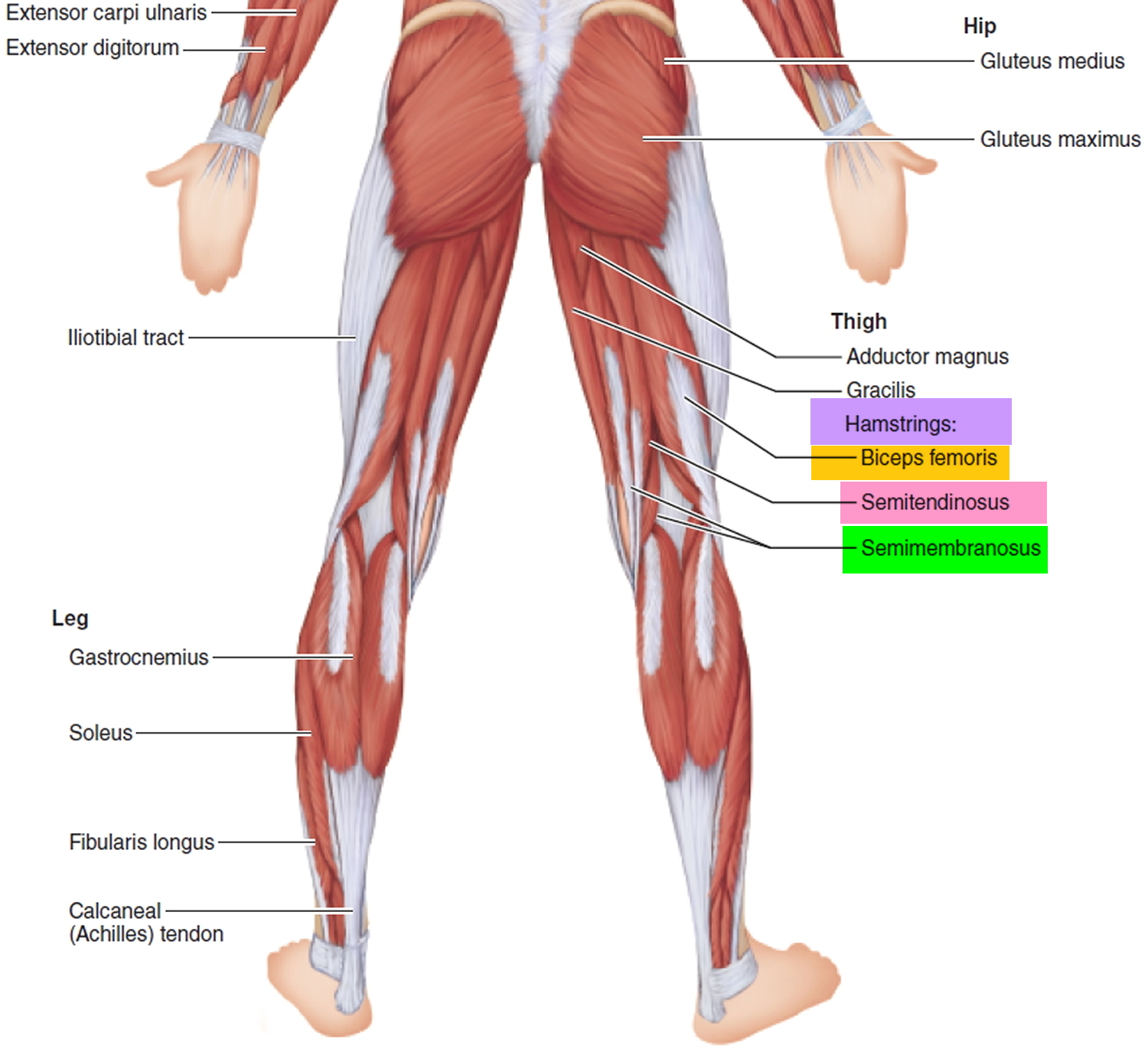 Hamstring перевод. Хамстринг анатомия. Хамстринг мышцы анатомия. Хамстринг мышцы бедра. Хамстринг группа мышц бедра.