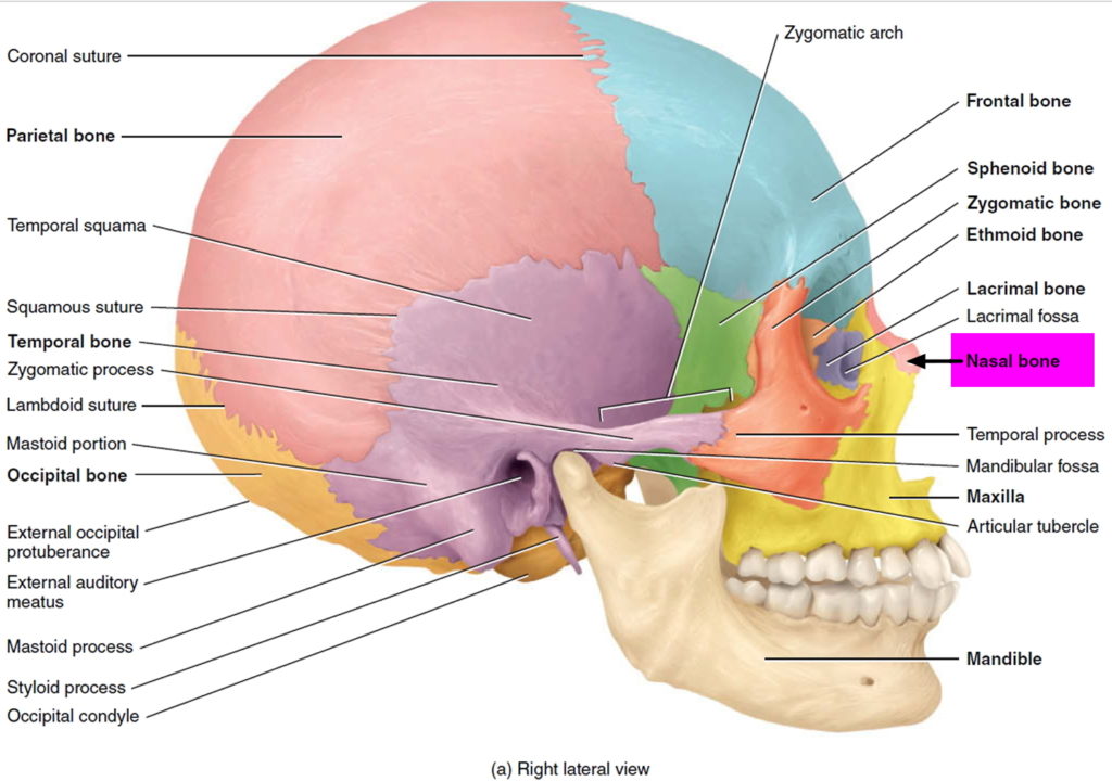 Septoplasty Surgery - Recovery Time & Complications