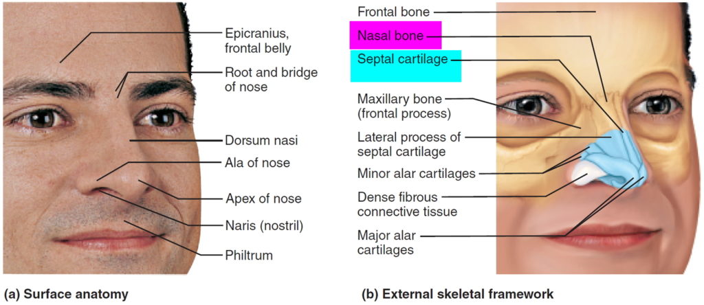 scabs-in-nose-causes-painful-bloody-treatment-home-remedies