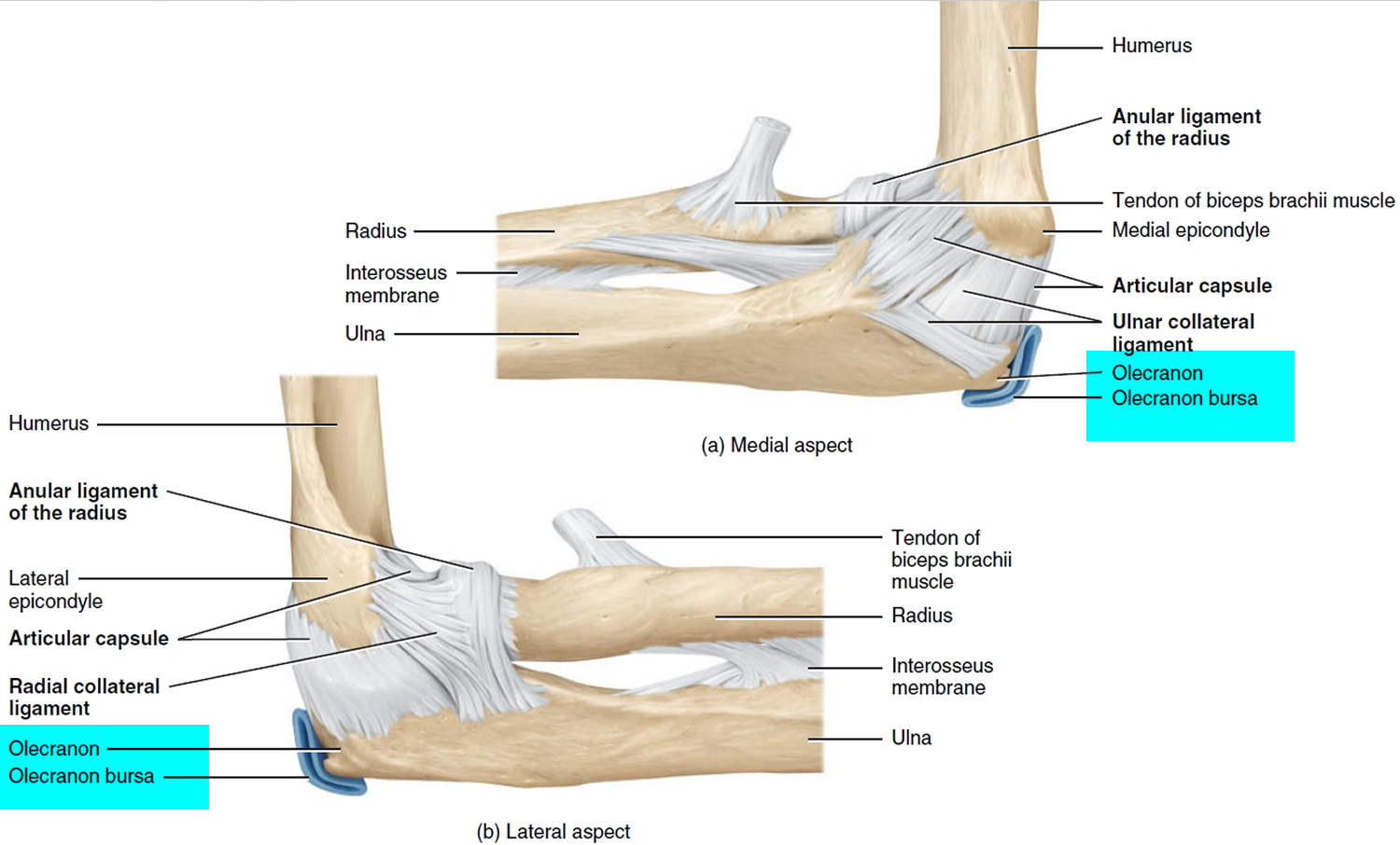 Bursitis Hip Trochanteric Knee Shoulder Elbow Causes And Treatment