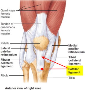 Patellar Tendinitis - Causes, Symptoms, Stretching, Exercises, Treatments