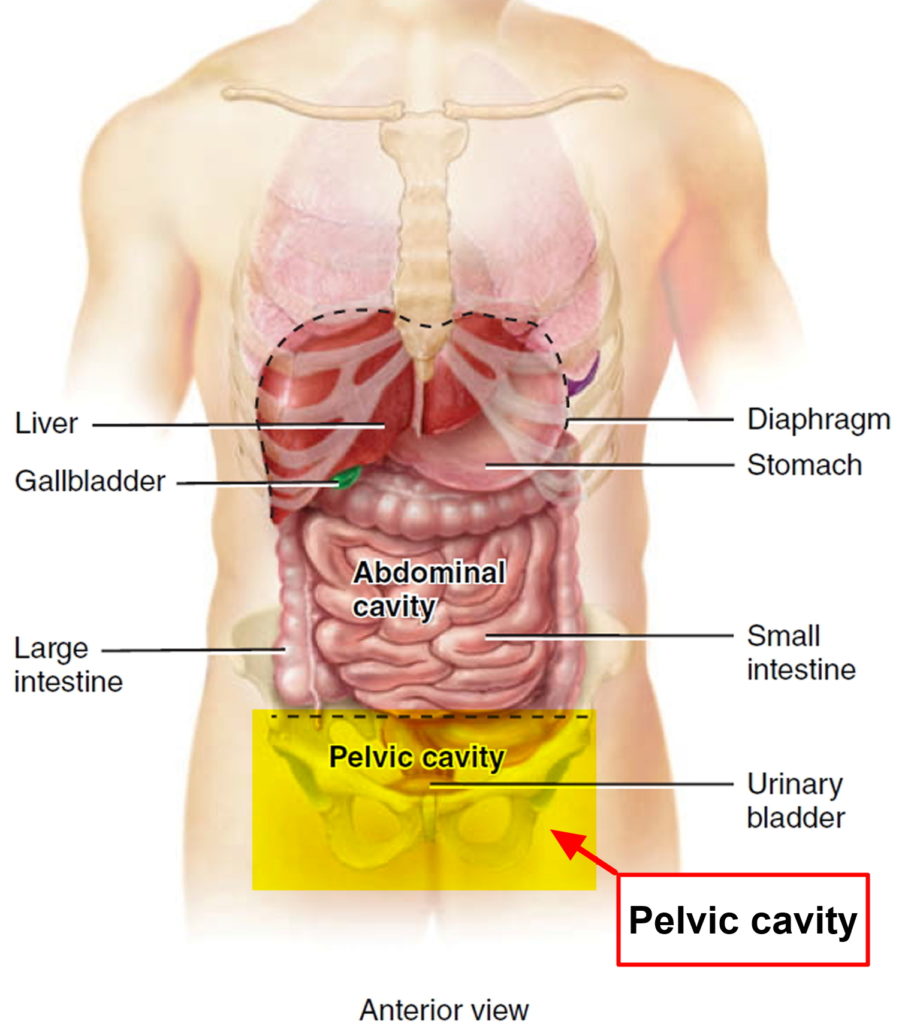 pelvic-pain-causes-in-women-in-men-symptoms-treatment