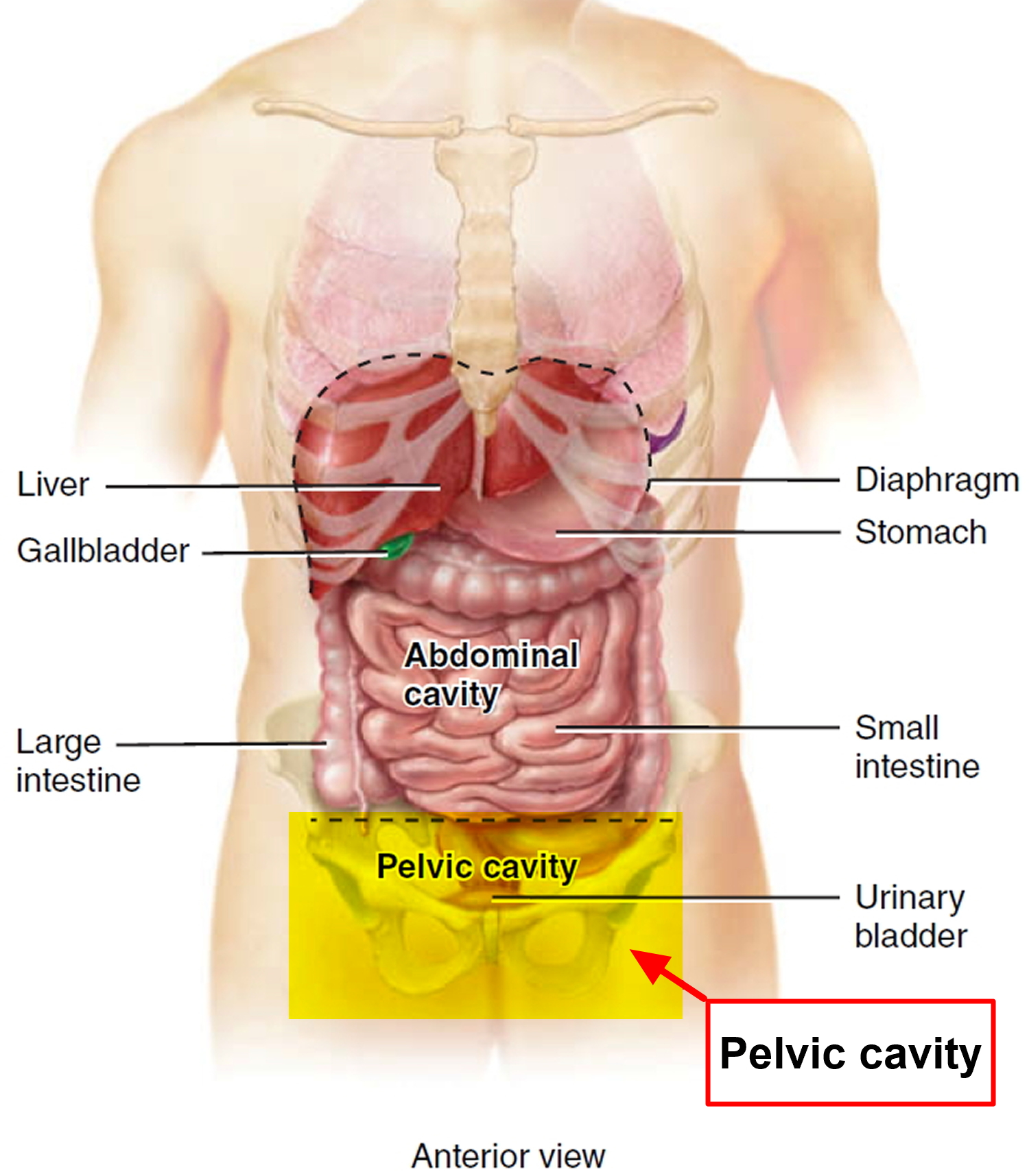 Pelvic Organ Prolapse Causes Symptoms Surgerytreatment