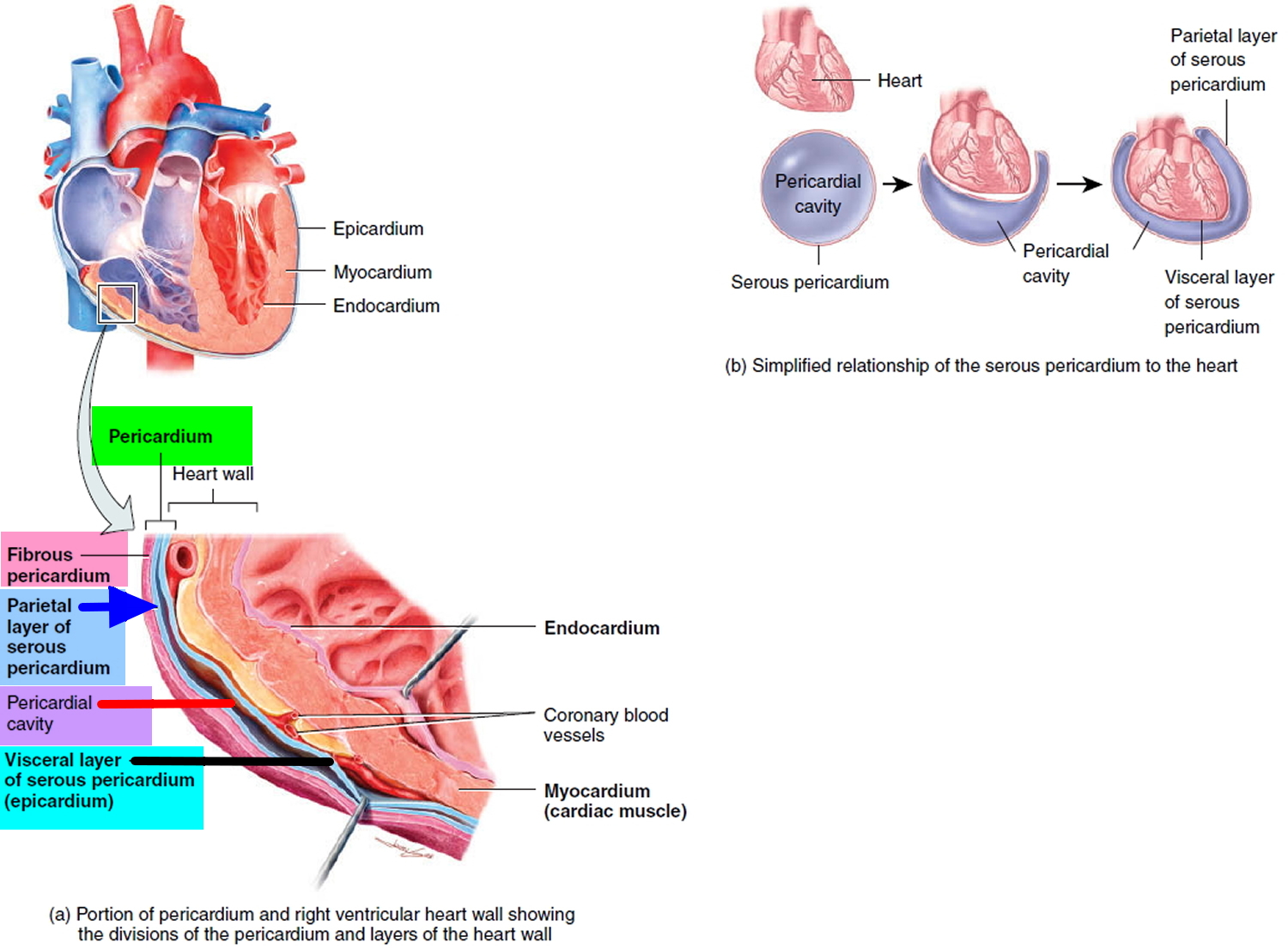 Pericardial Effusion - Causes, Symptoms, Diagnosis, Prognosis, Treatment
