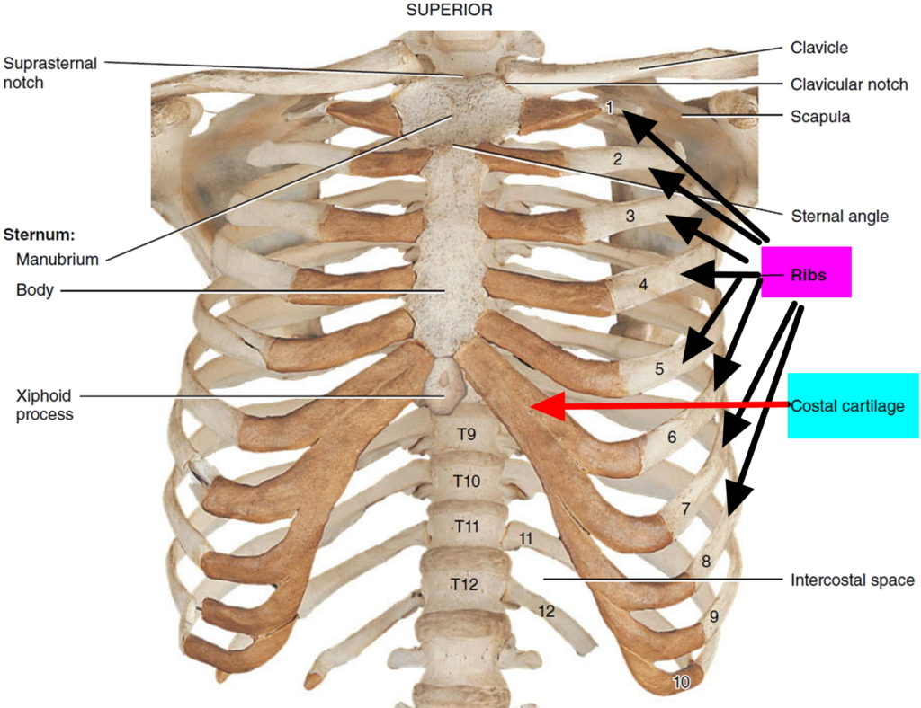 organs-below-rib-cage