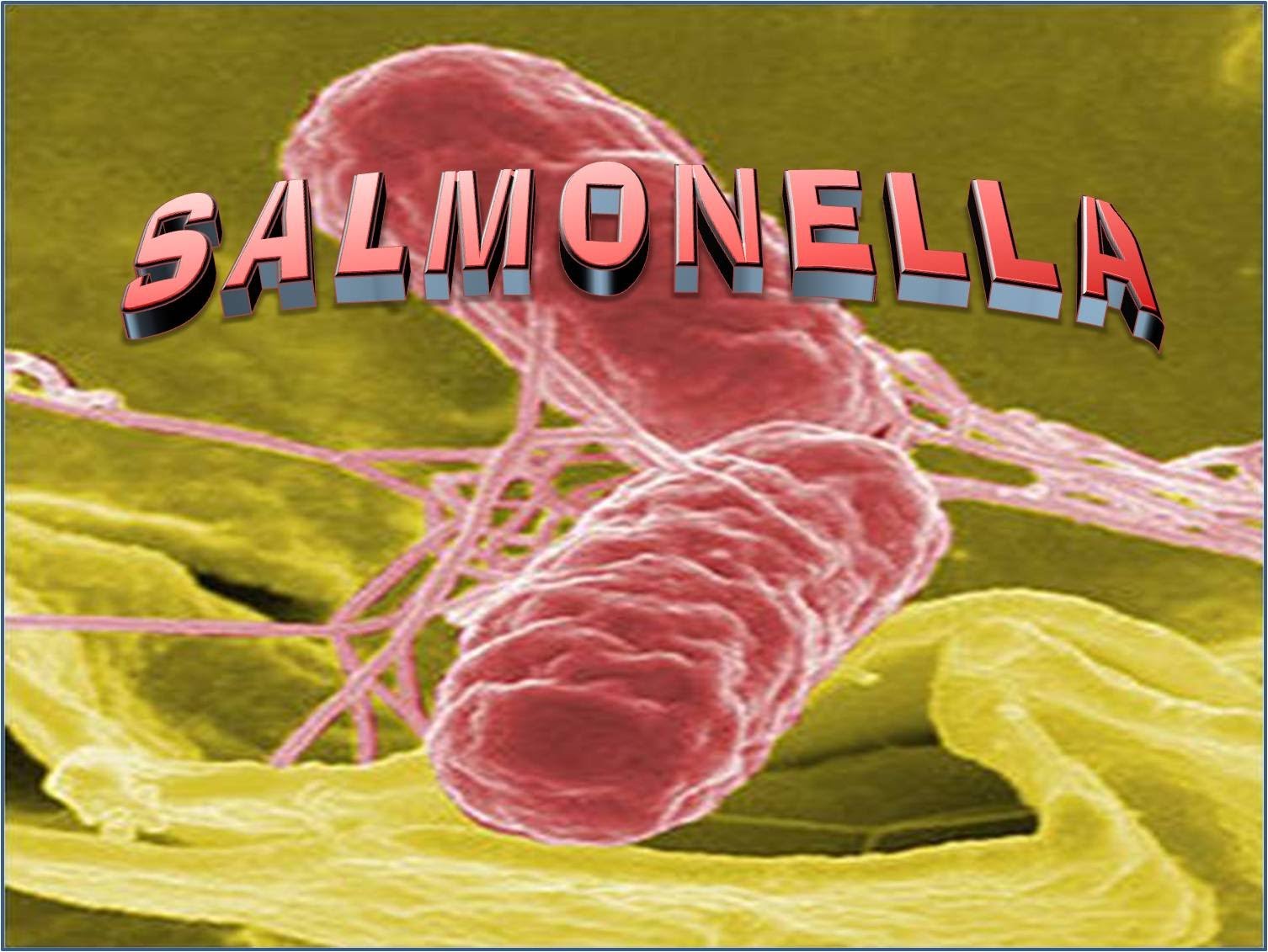 improved-tracking-of-salmonella-food-poisoning-outbreaks-with-new-dna-test