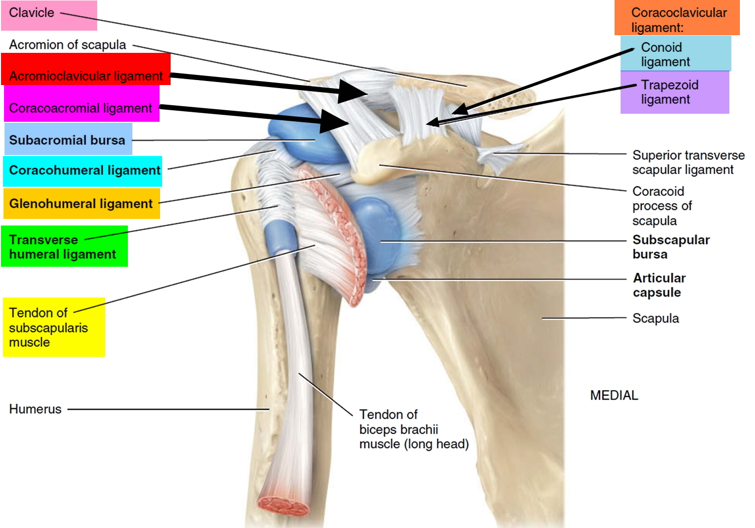 Could shoulder. Humeral Avulsion of the glenohumeral ligaments. Glenohumeral sternoclavicular subacromial.